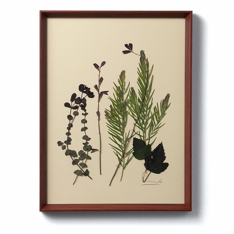 Ｃ’est la vie plants sechees A4 セラヴィ プランツセシェ 押花 インテリア アート 壁飾り A4サイズ C-009